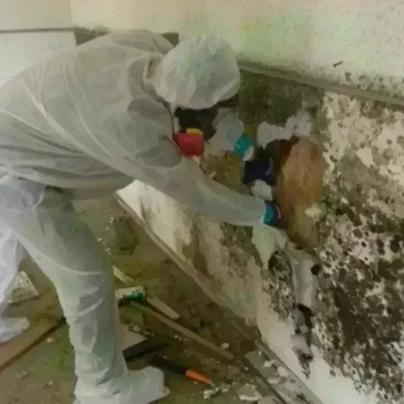 Mold Remediation and Removal in Crystal, MN